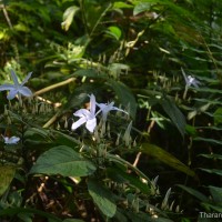 Barleria vestita T.Anderson